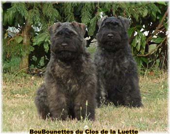 Bébés bouvier des flandres SITE WEB ELEVAGE DU CLOS DE LA LUETTE SPECIALISE POUR LE BOUVIER DES FLANDRES ©